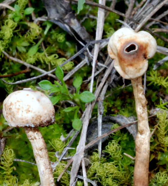 uscita con Zico e Luigi